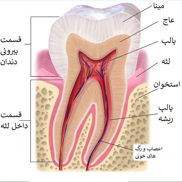 اجزا دندان